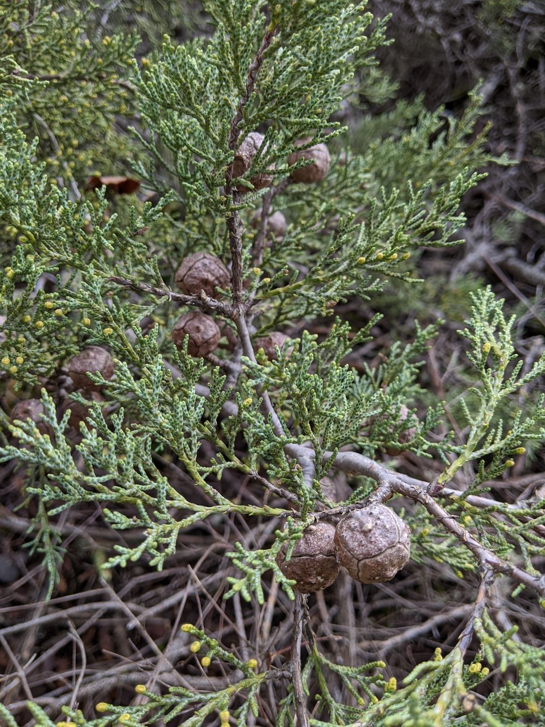Sargent&#39;s Cypress (Hesperocyparis sargentii)