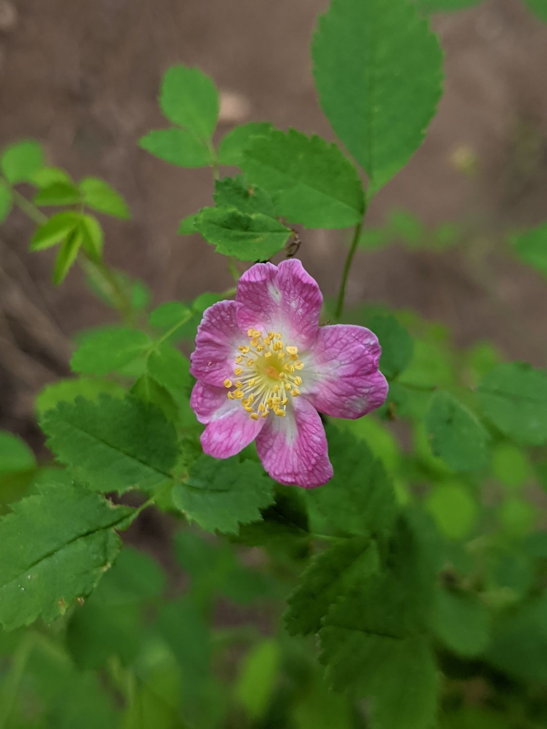 Baldhip Rose (Rosa gymnocarpa)