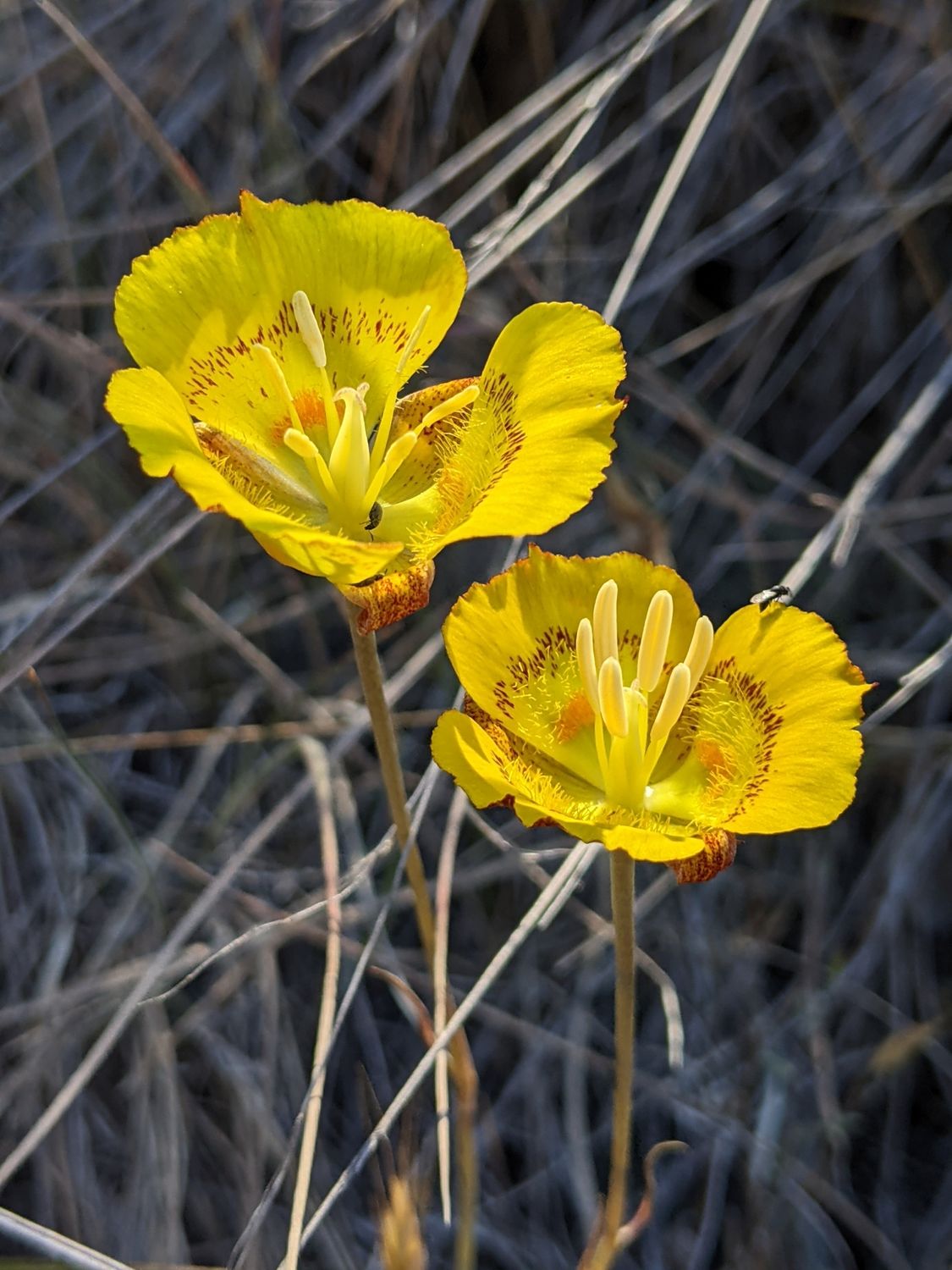 Yellow Mariposa Lily (Calochortus luteus)