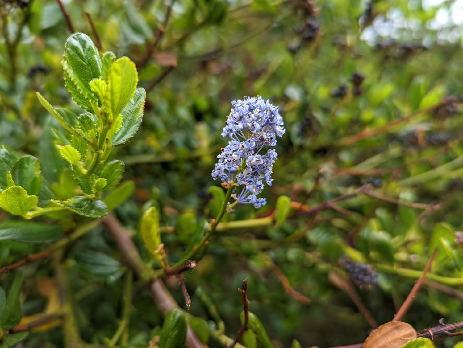 Blueblossom Ceanothus (Ceanothus thyrsiflorus)