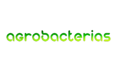 Agrobacterias