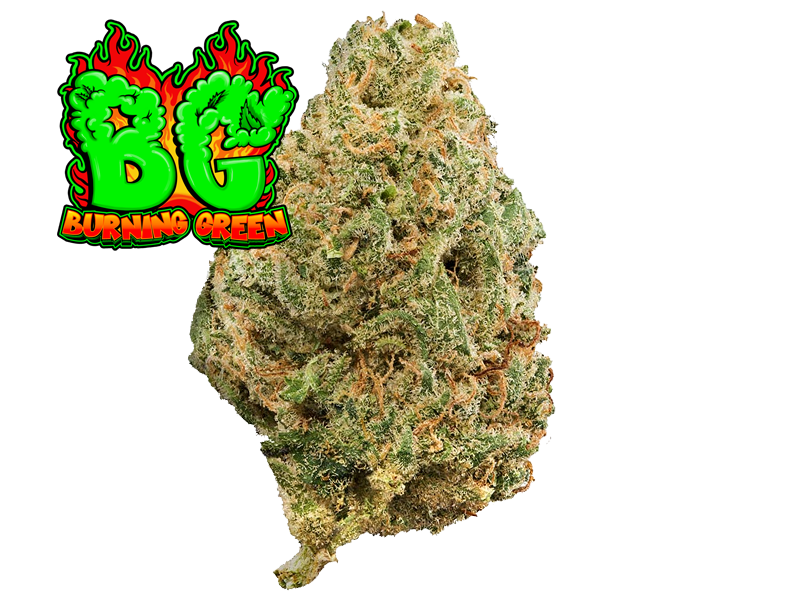 Blueberry Hydropónico Indoor