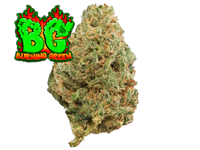 Blueberry Hydropónico Indoor