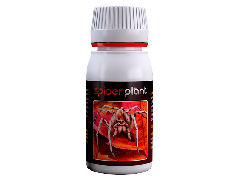 Spider Plant