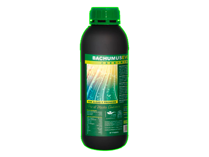 Bachumus Evolution Crecimiento