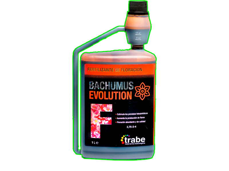 Bachumus Evolution Floración 1