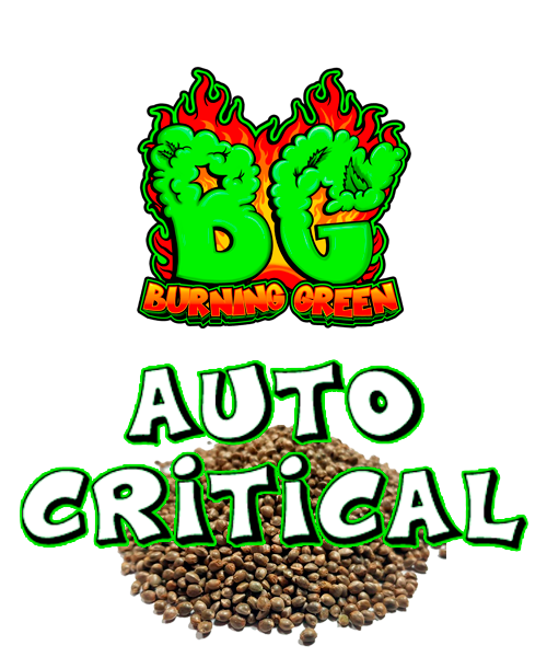 Auto Critical