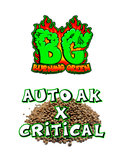 Auto Ak X Critical