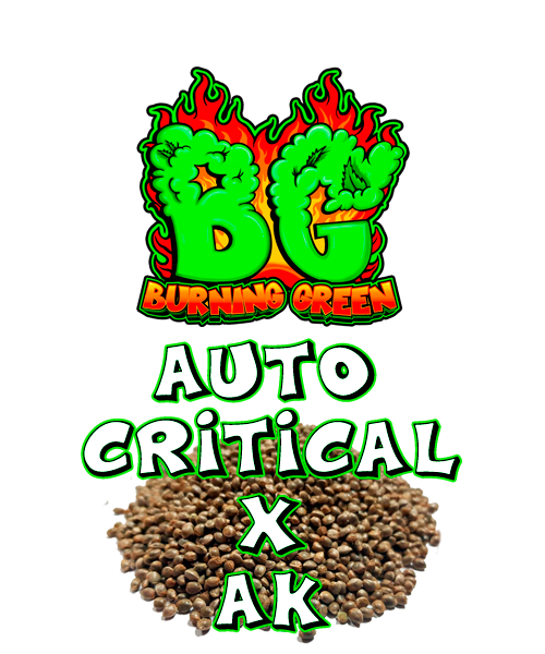 Auto Critical X Ak