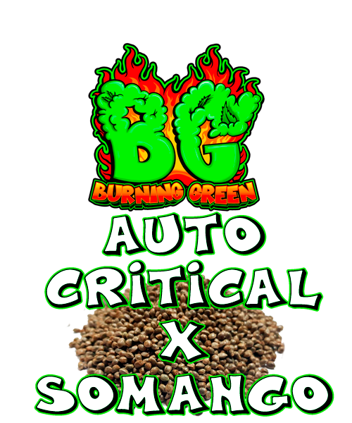 Auto Critical X Somango