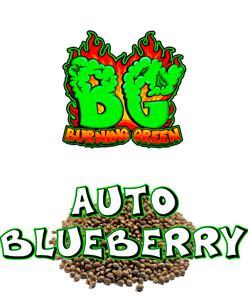 Auto Blueberry