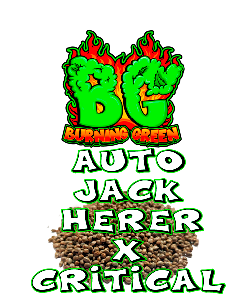 Auto Jack Herer X Critical