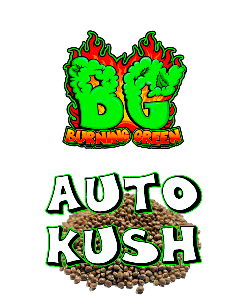 Auto Kush