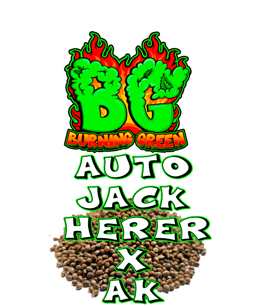 Auto Jack Herer X Ak