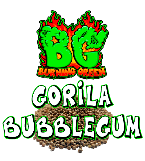 Gorila Bubblegum