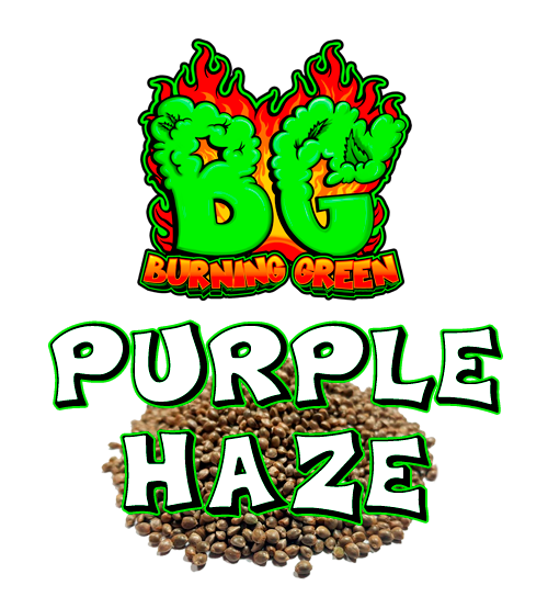 Purple Haze