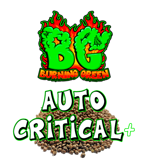 Auto Critical +
