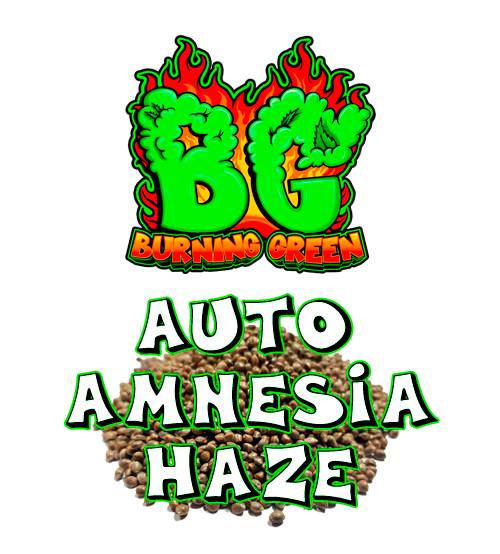 Auto Amnesia Haze