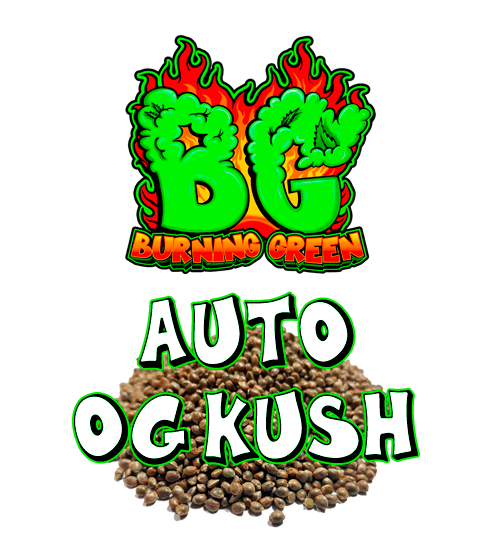 Auto OG Kush