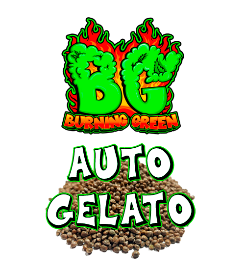 Auto Gelato