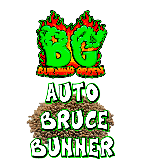 Auto Bruce Bunner