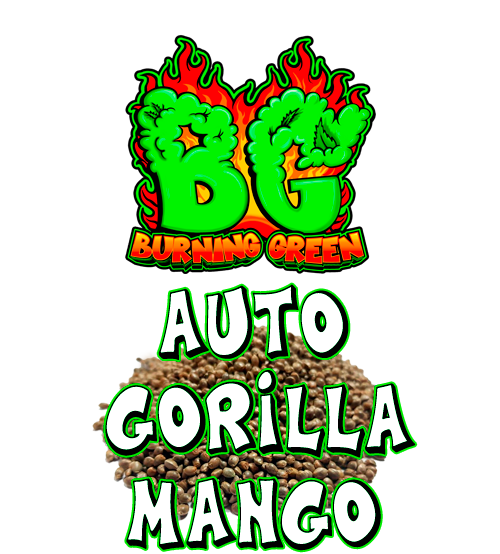 Auto Gorilla Mango