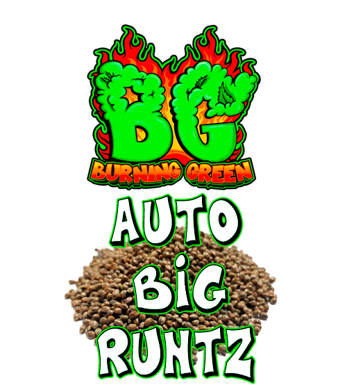 Auto Big Runtz
