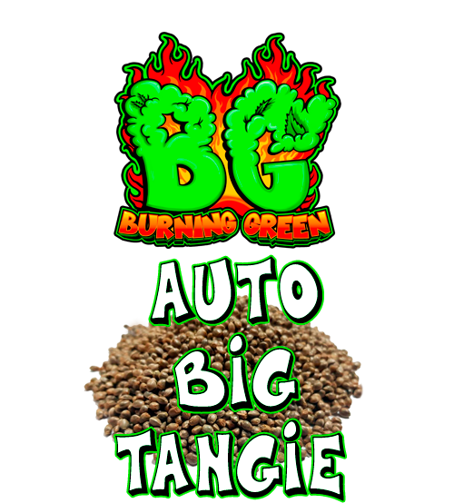 Auto Big Tangie ¡¡Oferta420!!