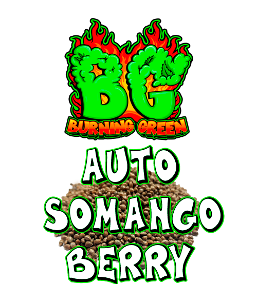 Auto Somango Berry ¡¡OFERTA420!!