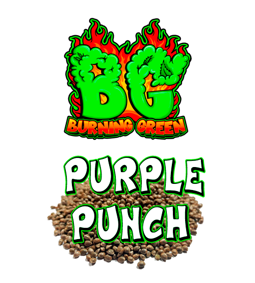Purple Punch