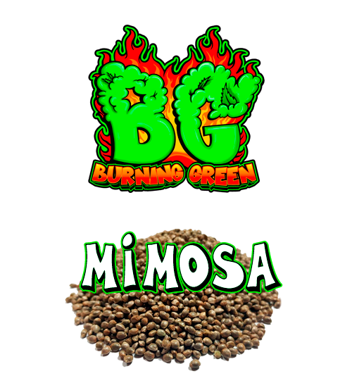 Mimosa