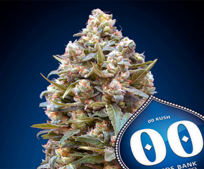 00 Kush Feminizada