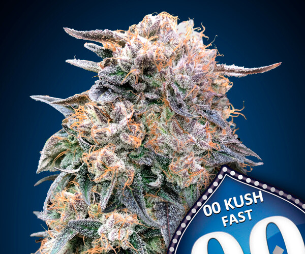 00 Kush Fast Version