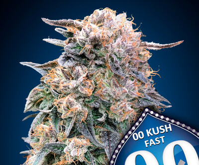 00 Kush Fast Version