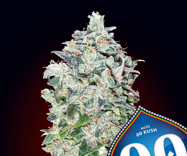 00 Kush Auto