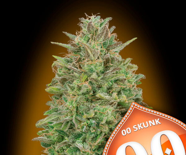 00 Skunk Feminizada