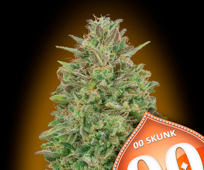 00 Skunk Feminizada