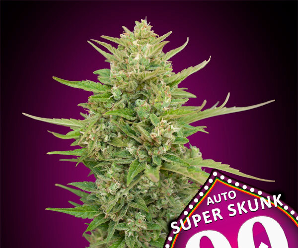 00 Super Skunk Auto