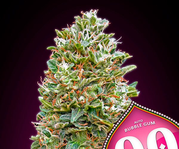 00 BubbleGum Auto