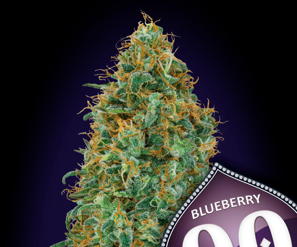 00 Blueberry Feminizada