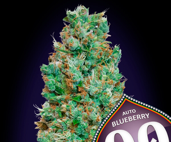 00 Blueberry Auto