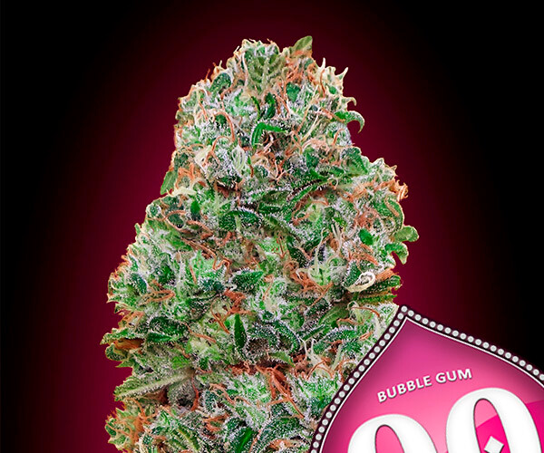 00 BubbleGum Feminizada