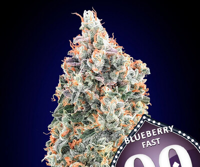 00 Blueberry Fast Version