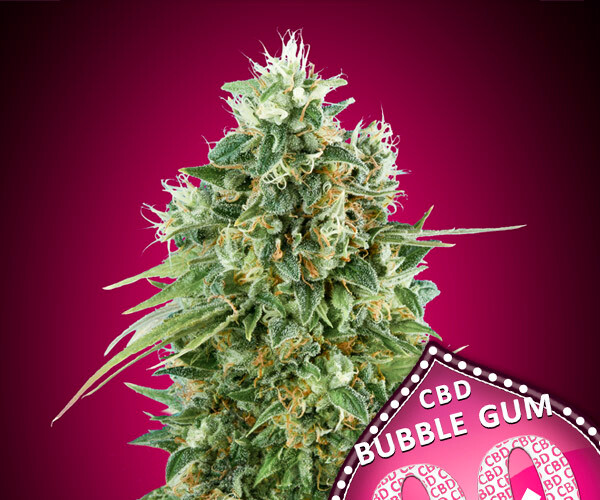00 BubbleGum CBD