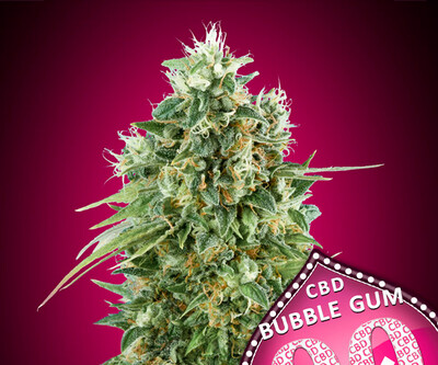 00 BubbleGum CBD