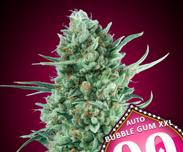 00 BubbleGum Auto XXL