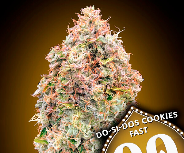 00 Do-Si-Dos Cookies Fast