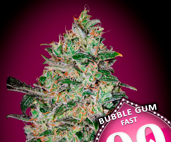 00 BubbleGum Fast