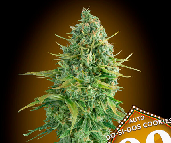 00 Do-Si-Dos Cookies Auto