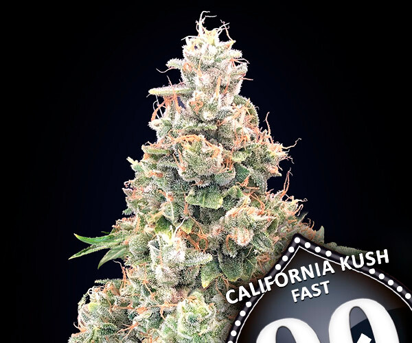 00 California Kush Fast
